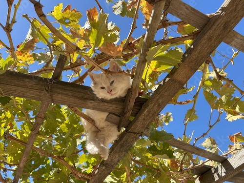 Canvas Print A cat is on a grapevine in a garden