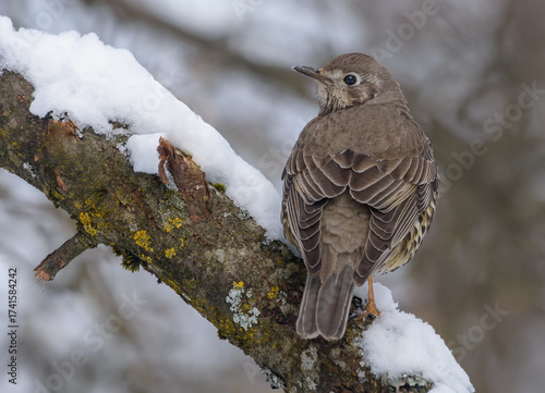 Mistle thrush (Turdus viscivorus) turns its head while perched on snow covered branch in cold spring spell