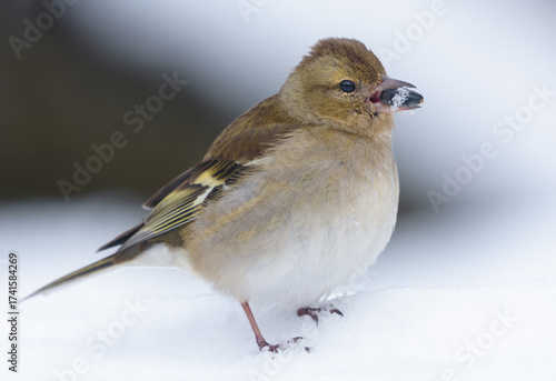 Female common chaffinch (Fringilla coelebs) feeding on sunflower seeds through very harsh winter spell