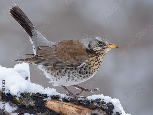 Fieldfare (turdus pilaris) straddling on snowy branch in cold winter 