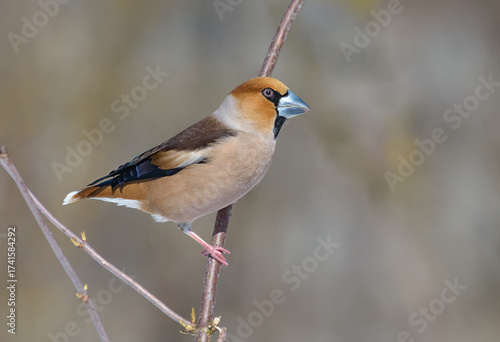 Colorful male hawfinch (Coccothraustes coccothraustes) posing in his beauty on a small branch in early spring 
