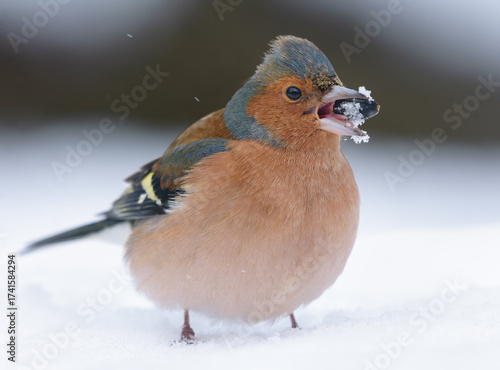 Male common chaffinch (Fringilla coelebs) feeding on sunflower seeds through very harsh winter cold