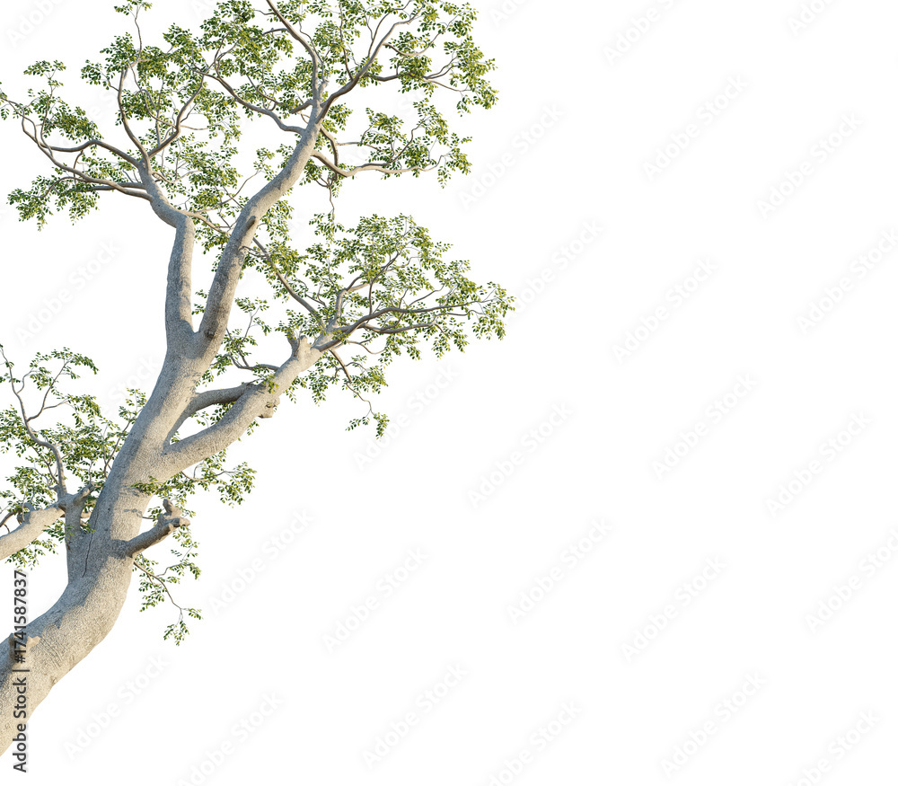 Fototapeta premium Moringa ovalifolia tree corner view, cutout, transparent background, isolate, Majestic tree branches reach skyward with lush green leaves
