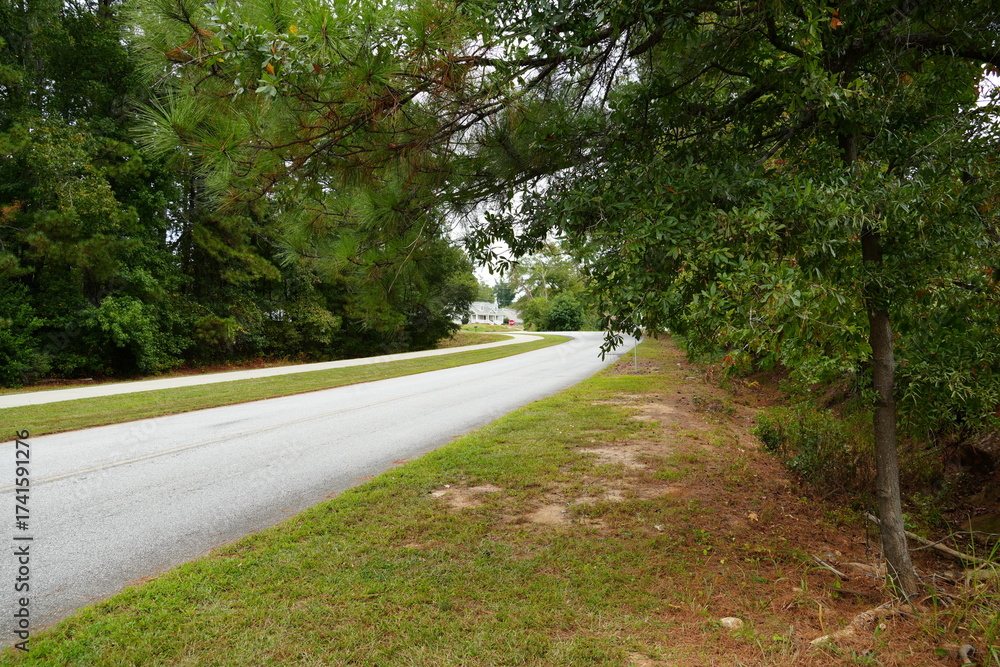 Obraz premium road in the forest