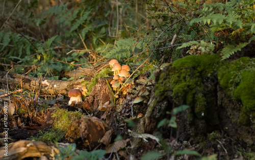 Mushroom in the forest, Boletus edulis in the forest, green forest landscape