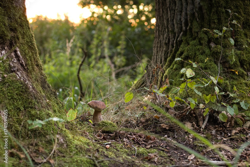 Boletus edulis in the forest, green forest landscape