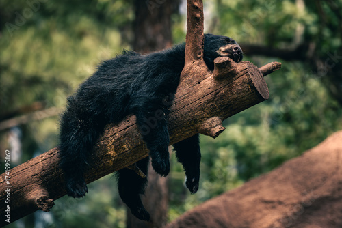 Lazy Bear Cub