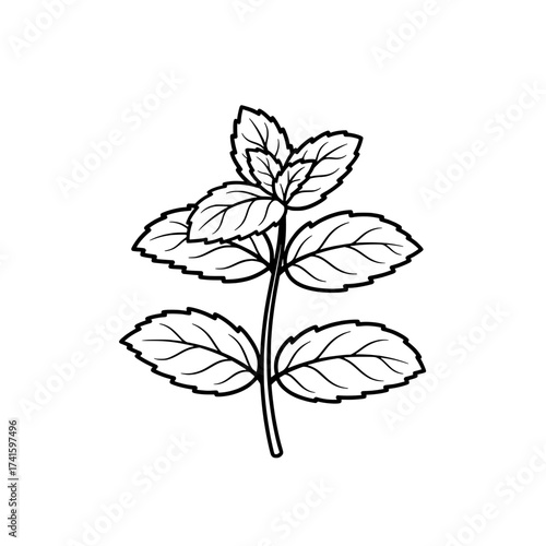 Fresh Mint Illustration: A detailed illustration of fresh mint plant, showcasing the plant's delicate leaves and stem. It evokes the sense of freshness, aroma and culinary herbs.