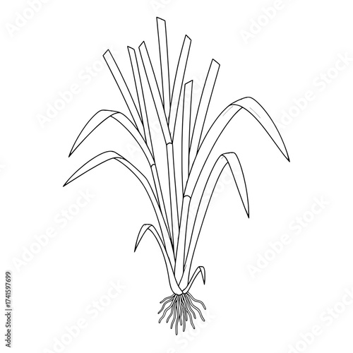 Line Drawing of Grass: A simple line drawing of fresh, verdant grass reveals the intricate beauty of nature's design. Illustrating the clean lines of the blades.