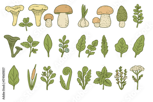 Illustration of various mushrooms and herbs with green leaves organized in a neat layout