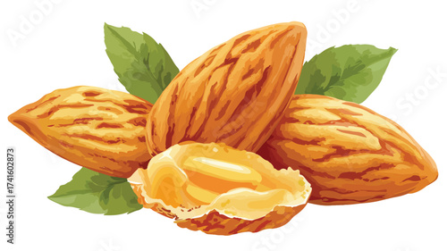 Delicious Almonds Nuts Ingredient Food Vector Illustration
