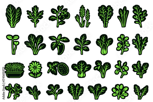 Detailed illustration of various green leafy plants arranged in an organized layout for educational purposes or garden planning