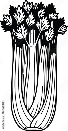 Celery vegetable fresh natural healthy food ingredient black and white vector illustration 