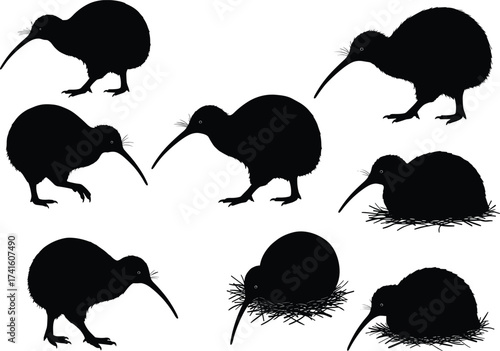 Kiwi bird silhouettes, New Zealand wildlife, flightless bird, exotic species, nesting kiwi, nature illustration, animal graphic, biodiversity art, endangered species, fauna design
