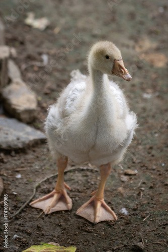Fotografi Gosling outdoors in an enclosure with soft down feathers.