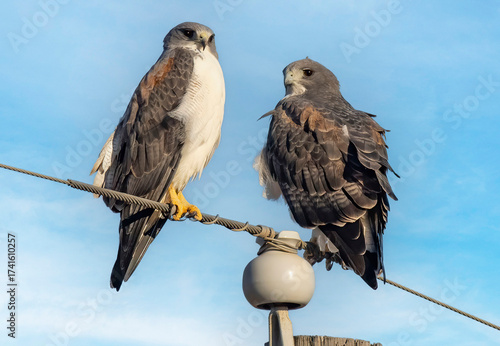 Hawk