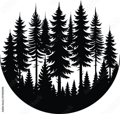 Evergreen Silhouette: A collection of towering evergreens, their dark silhouettes against a backdrop, creates a serene scene of nature's grandeur.
