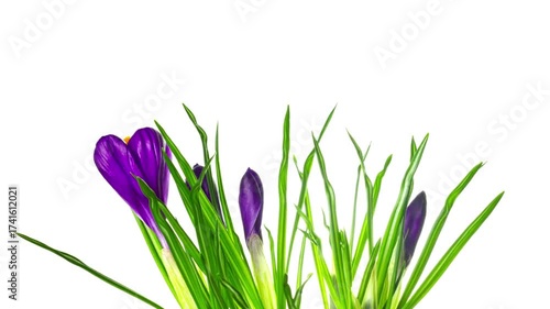 flowers time lapse video
