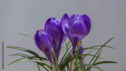 flowers time lapse video
