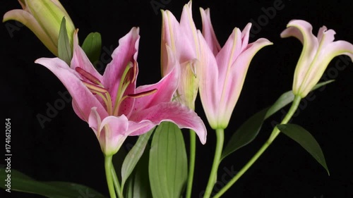 flowers time lapse video
