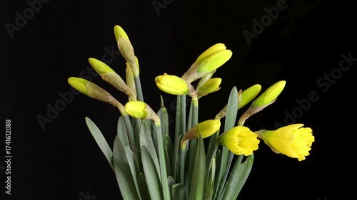 flowers time lapse video
