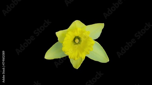 yellow daffodil on black