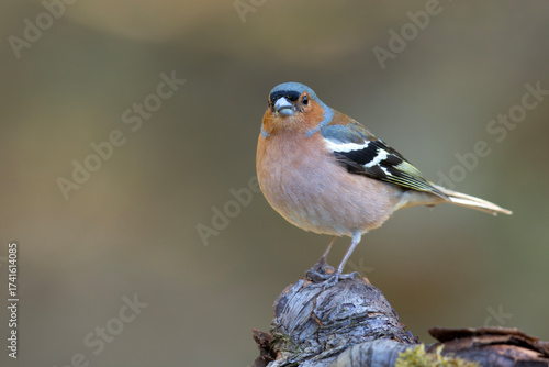 Zięba (Fringilla coelebs)