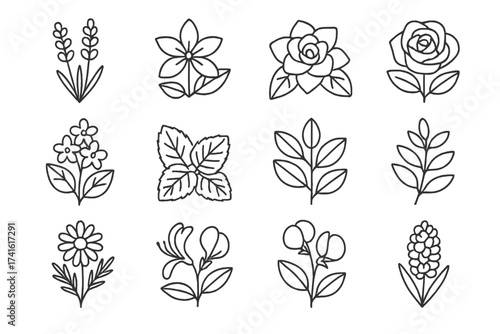 Scented Plants Icons. Outline icon set of arranging plants by scent: lavender, jasmine, gardenia, rose, lilac,