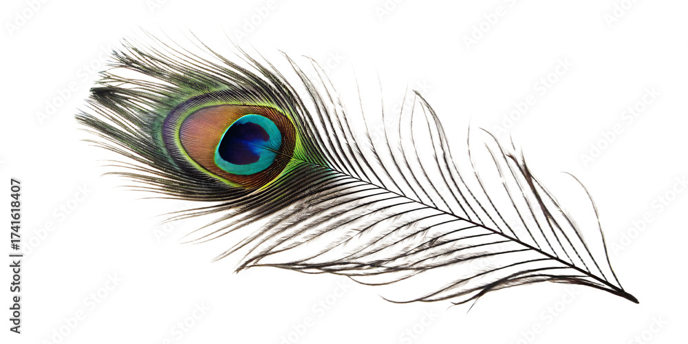Fototapeta premium Peacock feather with iridescent eye on isolated on a transparent background blue