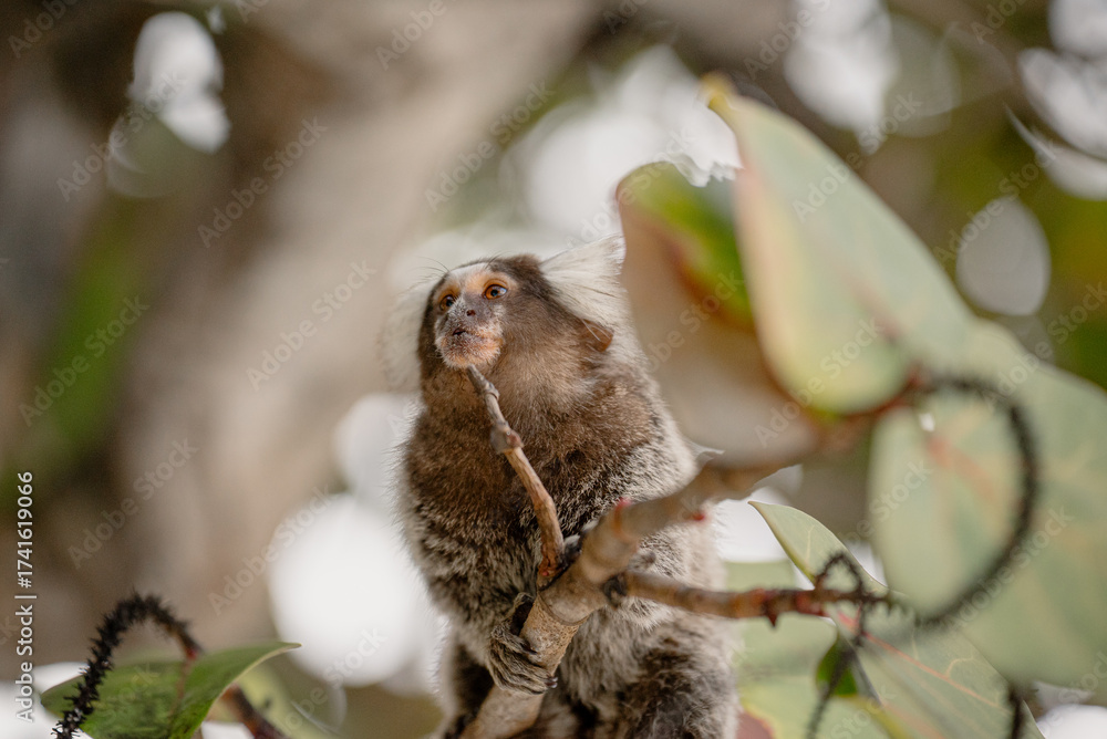 Fototapeta premium Macaco Sagui - Brazil