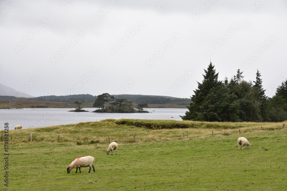 Obraz premium A sheep with thick wool and curved horns grazes on a rocky hillside, with another partly visible sheep nearby in a rugged, grassy landscape.