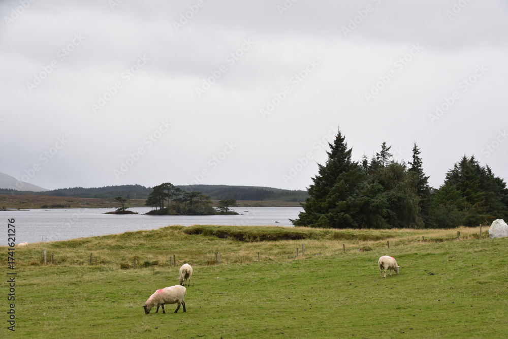 Obraz premium A sheep with thick wool and curved horns grazes on a rocky hillside, with another partly visible sheep nearby in a rugged, grassy landscape.