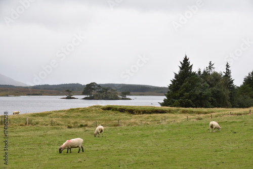 A sheep with thick wool and curved horns grazes on a rocky hillside, with another partly visible sheep nearby in a rugged, grassy landscape.
