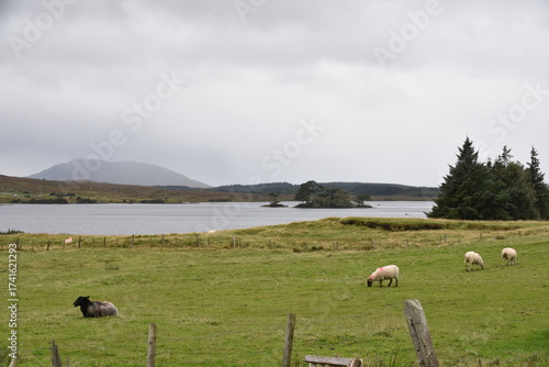 A sheep with thick wool and curved horns grazes on a rocky hillside, with another partly visible sheep nearby in a rugged, grassy landscape.
