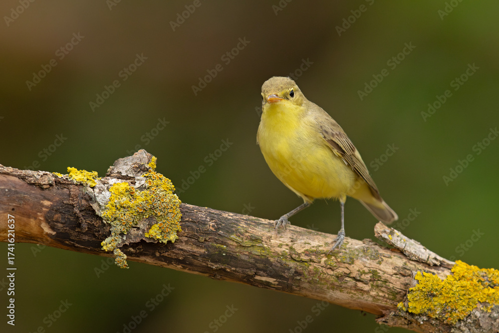 Fototapeta premium Zaganiacz (Hippolais icterina)