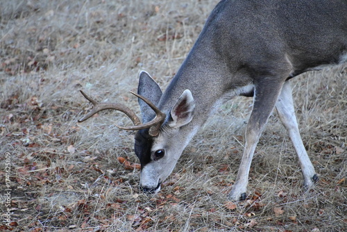 deer in the woods