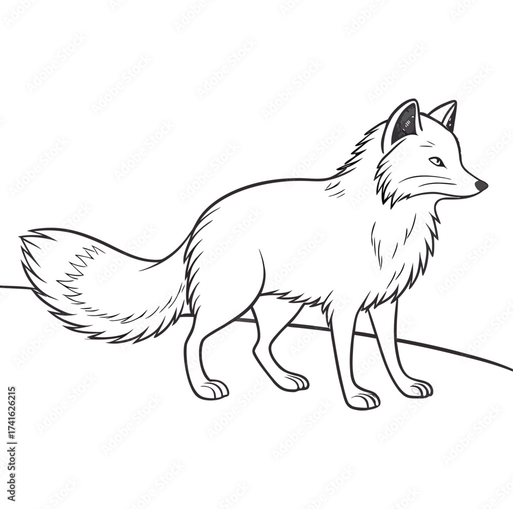 Obraz premium Arctic Fox