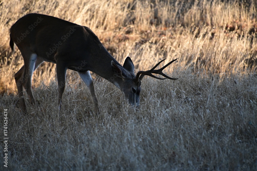 Fototapeta premium deer in the forest