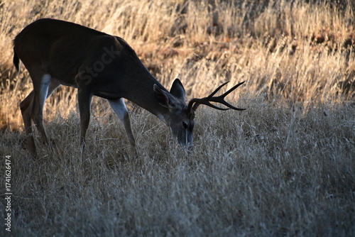 deer in the forest