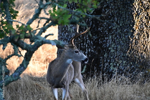deer in the forest