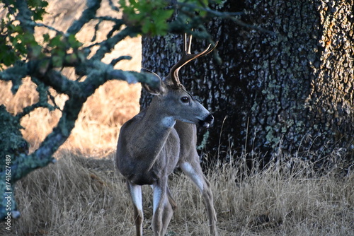 deer in the woods