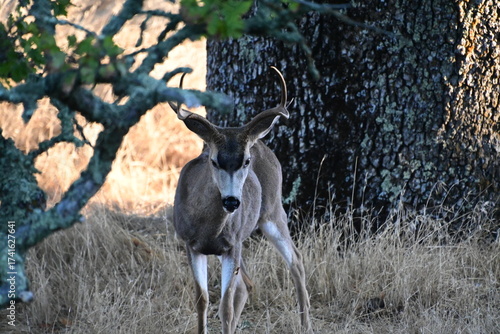 deer