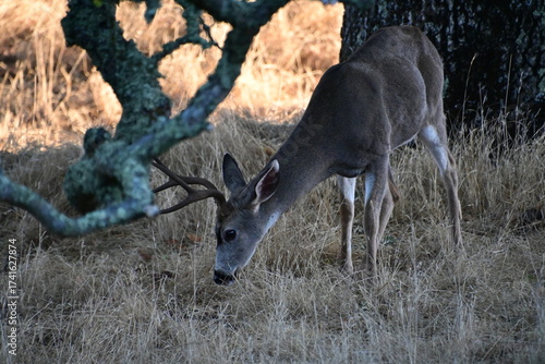 deer in the forest