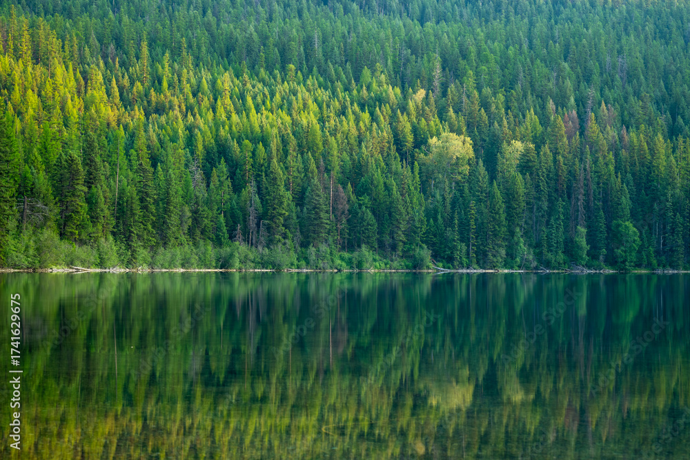 Obraz premium Thick Foreset Reflects In The Glassy Water of Bowman Lake