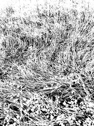 Background, grass texture №6