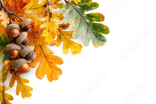 Autumn acorns and colorful oak leaves seasonal fall foliage decoration isolated on white background