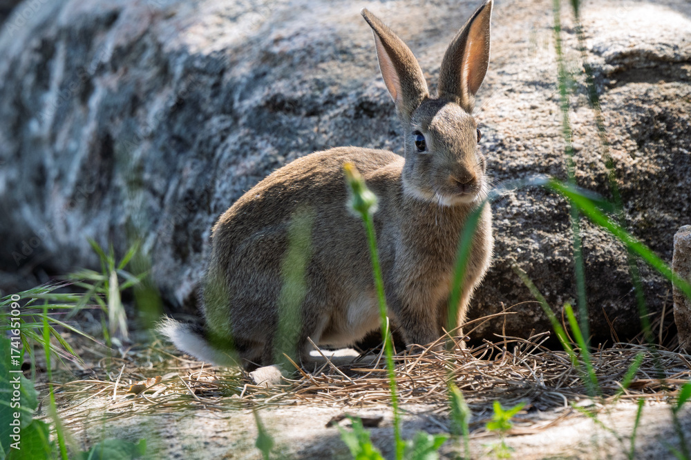 Fototapeta premium Alert Wild Rabbit Peeking from Behind Grass