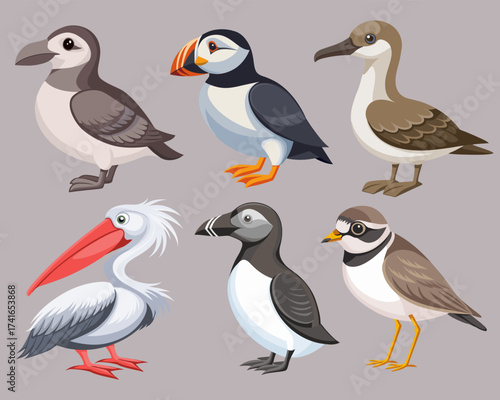 Collection of colorful seabirds. Frigatebird, albatross, cormorant, puffin, skua and others. Ornithology Illustration.