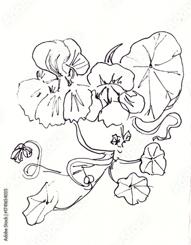 Wallpaper Mural blooming nasturtium, graphic monochrome drawing on white background Torontodigital.ca