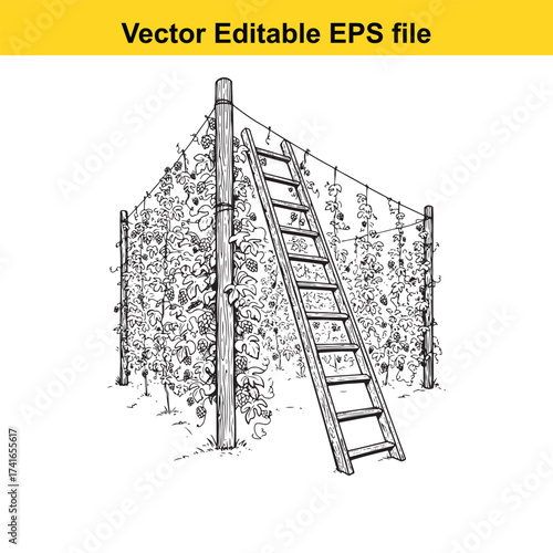 Vector art of vineyard with ladder and trellis